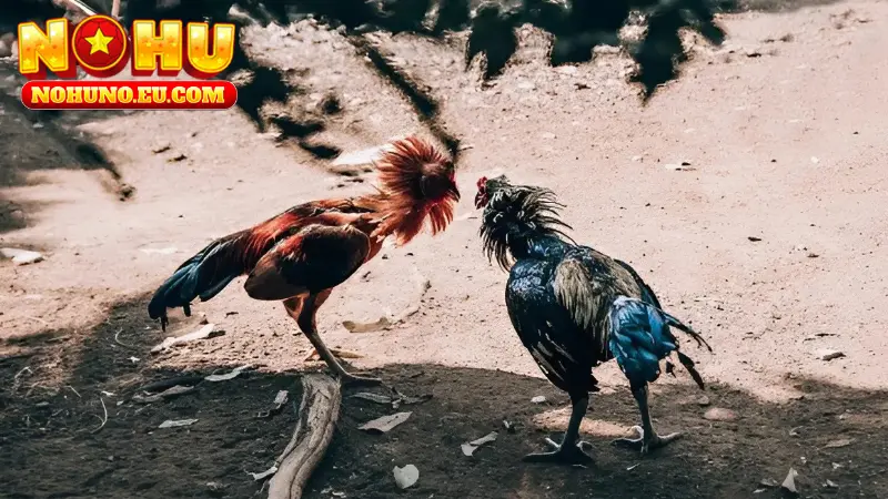 Những lưu ý cho sư kê khi cá độ online là gì