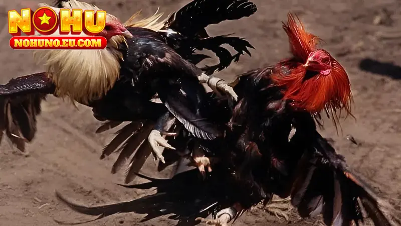 Giải đáp cá độ gà online là gì?