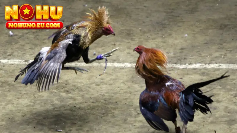 Giới thiệu khái quát về sảnh đá gà NOHU