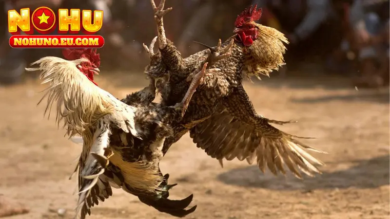 Lựa chọn loại hình đá gà NOHU và xem tại link trực tiếp