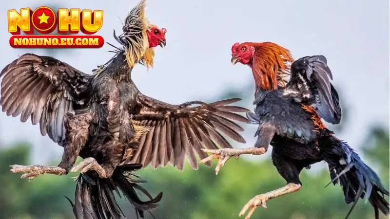 Những ưu điểm khi tham gia đá gà NOHU