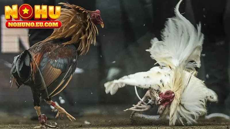 Kèo Cược Phổ Biến Trong Đá Gà Cựa Sắt