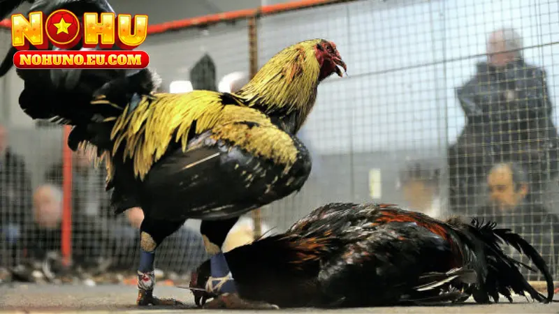 Lưu Ý Khi Chơi Đá Gà Cựa Sắt