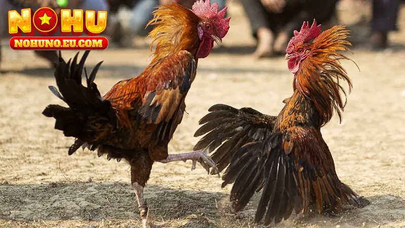 Đá gà tre Thomo là trò chơi mang tính giải trí cao