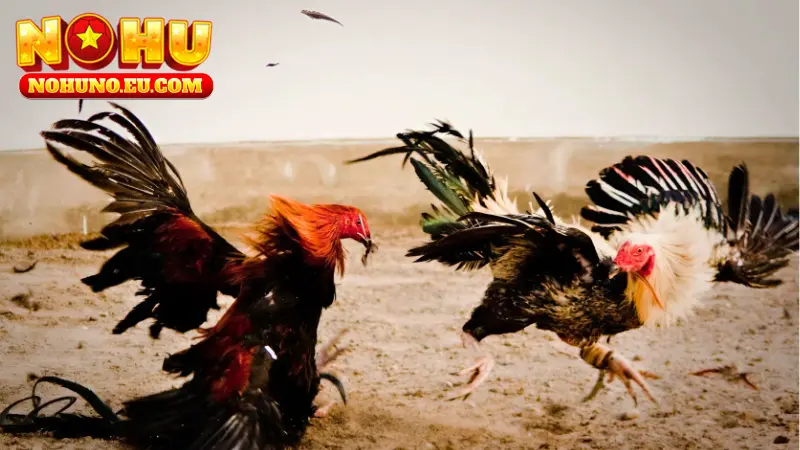 Hướng dẫn đặt cược đá gà tre Thomo trực tuyến