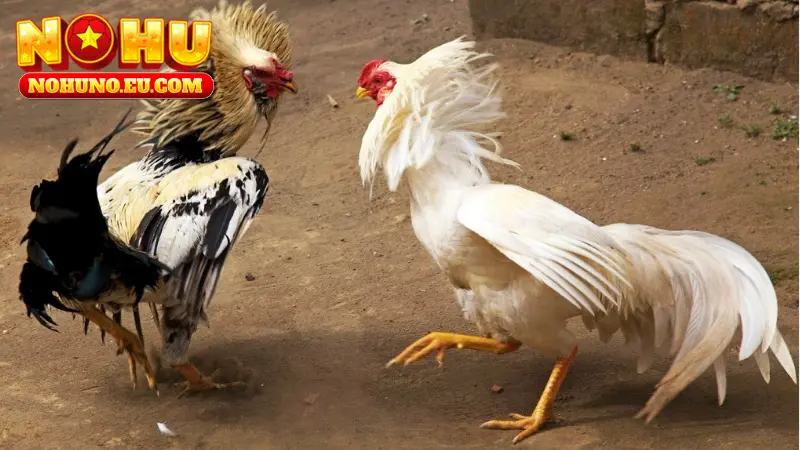 Đá gà Thomo gà tre được biết đến là giống nòi vô cùng phổ biến