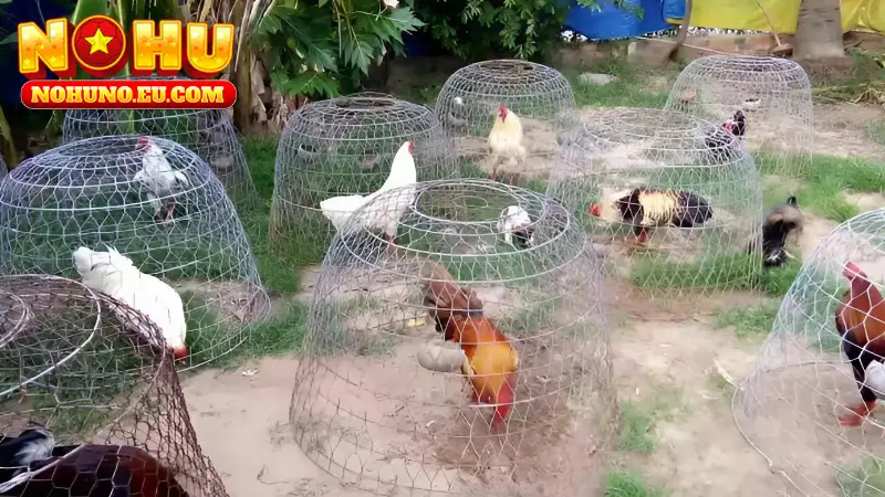 Trại gà đá nổi tiếng Cao Lãnh - Đồng Tháp