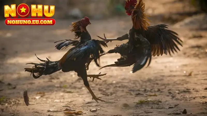 Trại gà đá nổi tiếng - Gà chọi Bắc Ninh